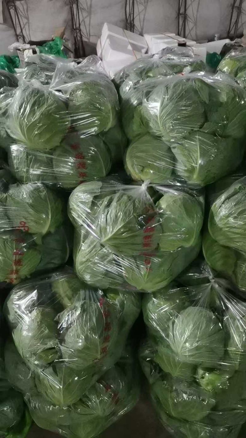 各种规格甘蓝，大棚温室，大量有货，价格透明