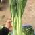 云南种植港菜