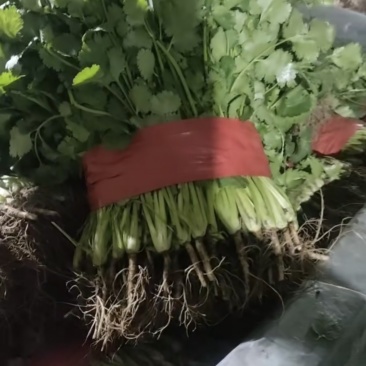 优质香菜