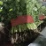 优质香菜