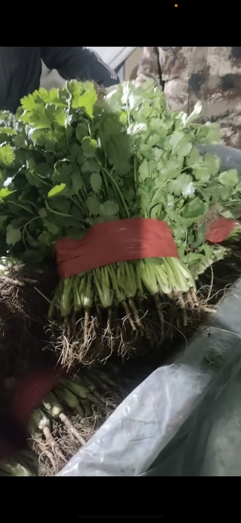 优质香菜
