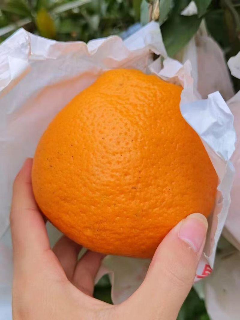 武胜耙耙柑