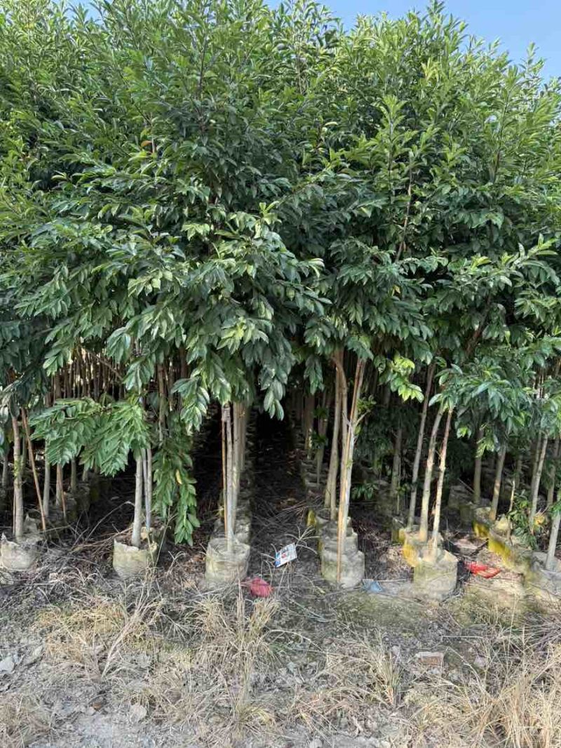 铁冬青1-5分，大量低价出售
