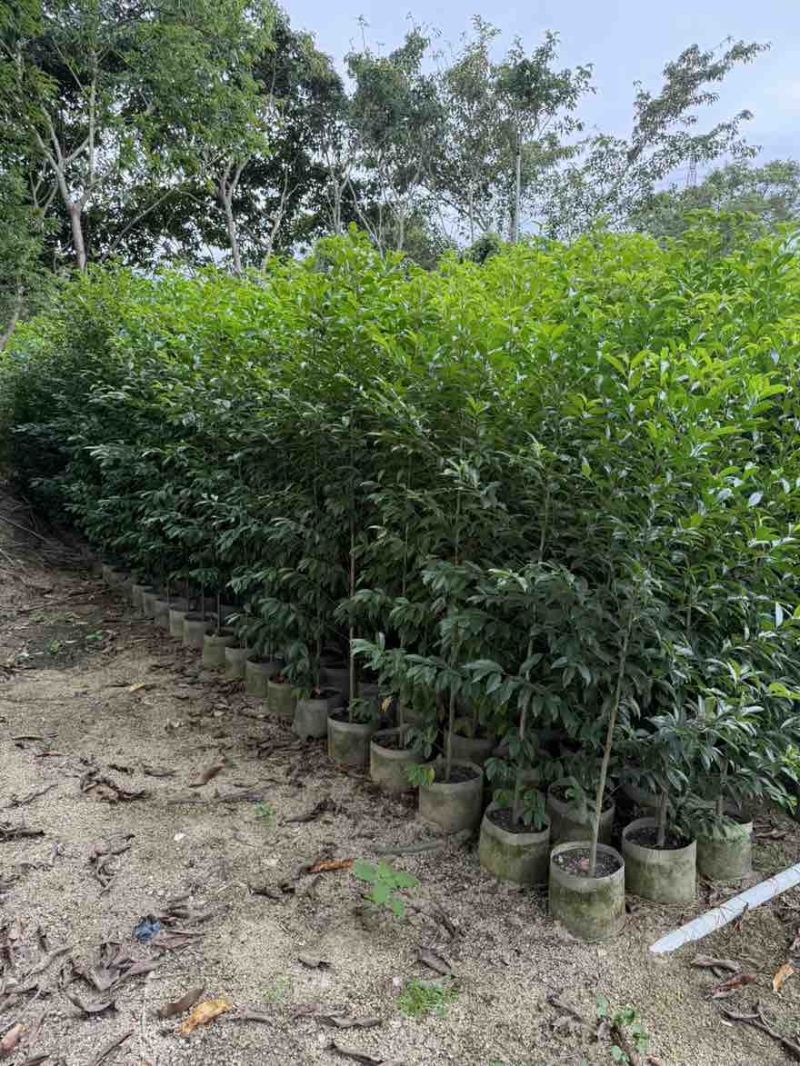 铁冬青1-5分，大量低价出售