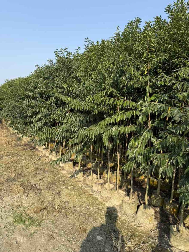 铁冬青1-5分，大量低价出售