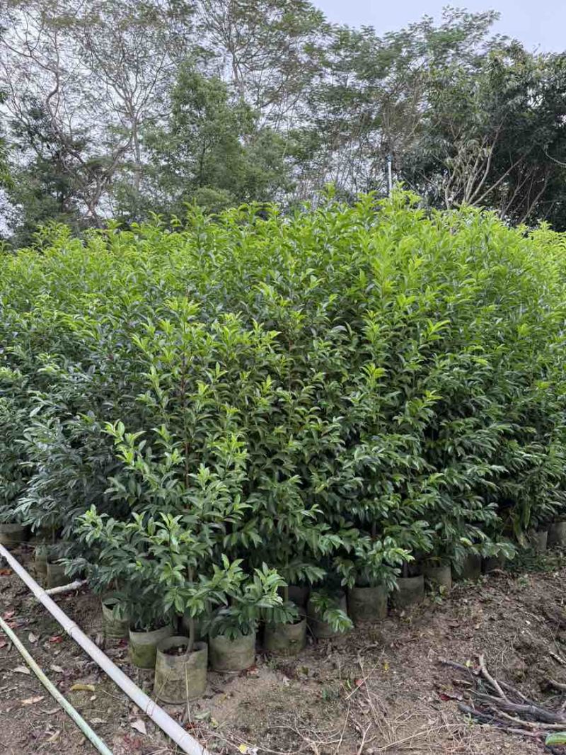 铁冬青1-5分，大量低价出售