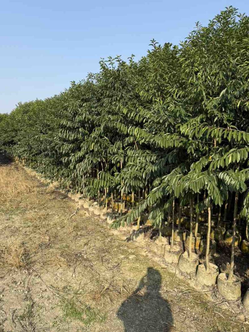 铁冬青1-5分，大量低价出售