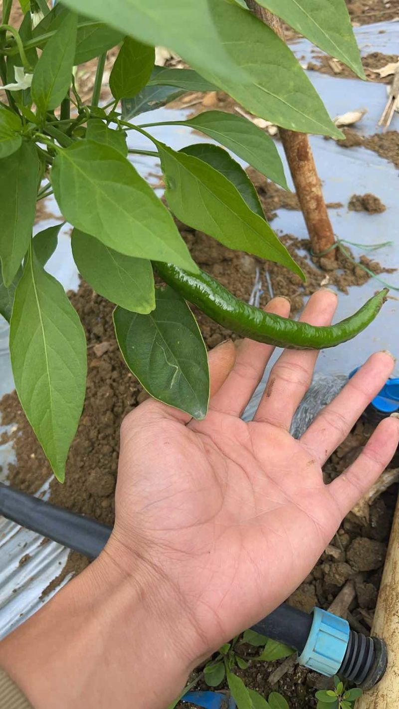 产地大量批发线辣椒