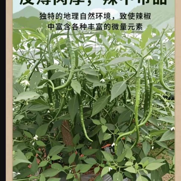 产地大量批发线辣椒