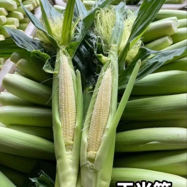 广东湛江徐闻水果玉米笋