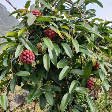 布福娜（黑老虎）