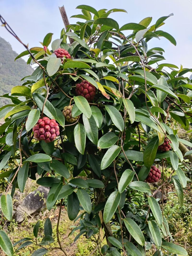 布福娜（黑老虎）