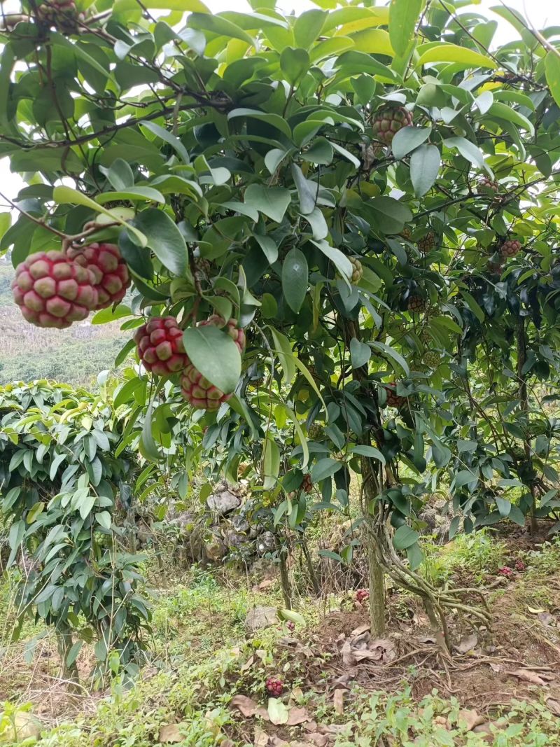 布福娜（黑老虎）