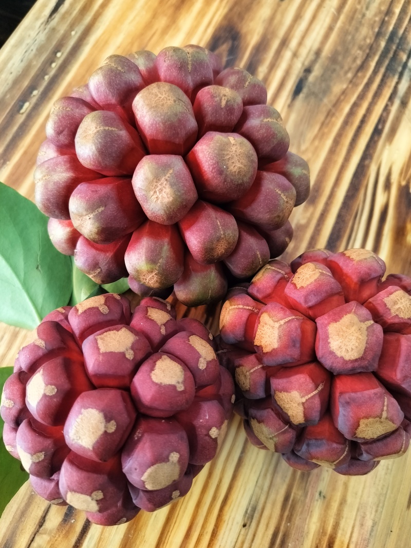 布福娜（黑老虎）