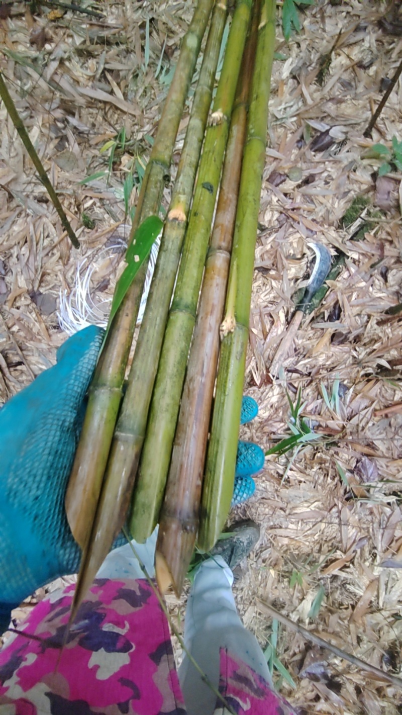 菜架竹、甘蔗竹、果蔬竹，各种品种规格都可以