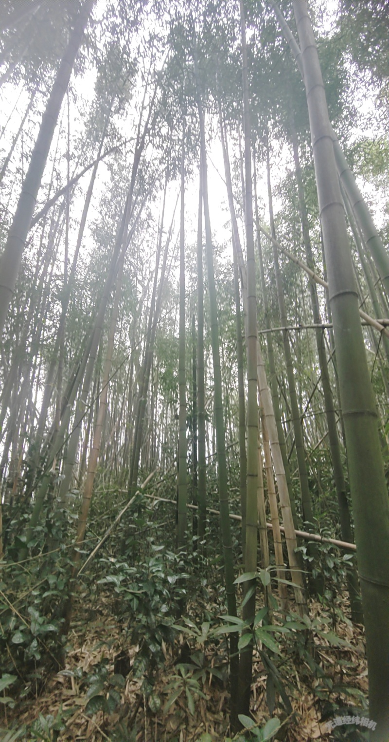 菜架竹、甘蔗竹、果蔬竹，各种品种规格都可以