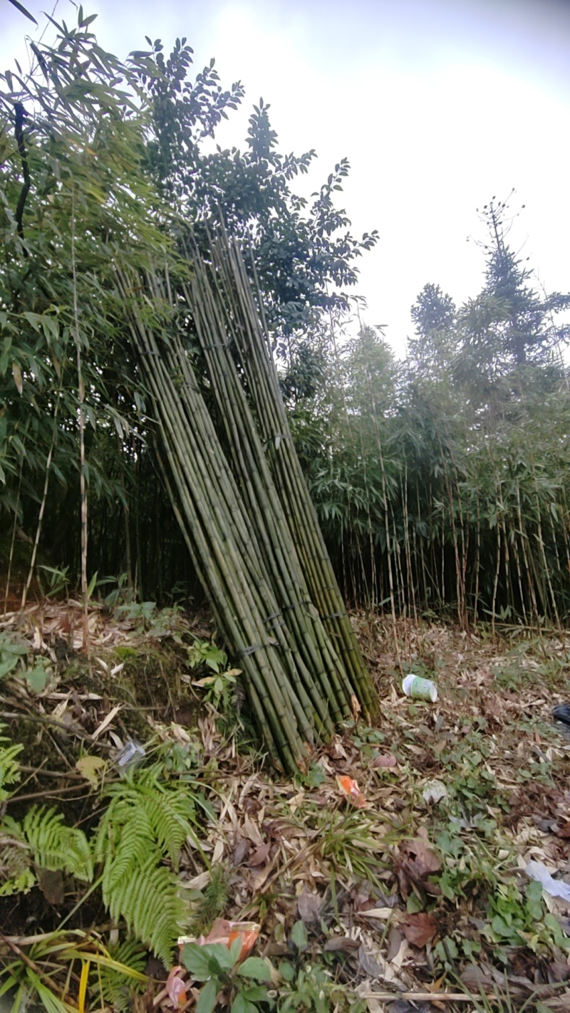 菜架竹、甘蔗竹、果蔬竹，各种品种规格都可以
