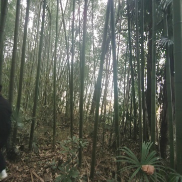 菜架竹、甘蔗竹、果蔬竹，各种品种规格都可以