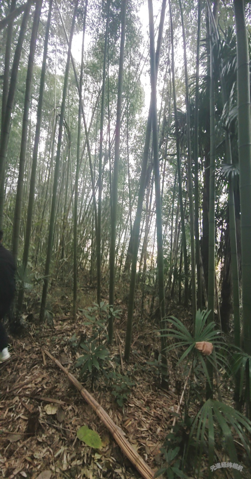 菜架竹、甘蔗竹、果蔬竹，各种品种规格都可以