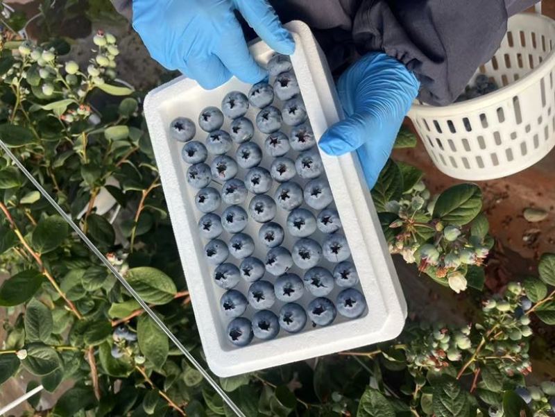 蒙自市精品蓝莓。对接电商商超批发市场支持一件代发可视频看货