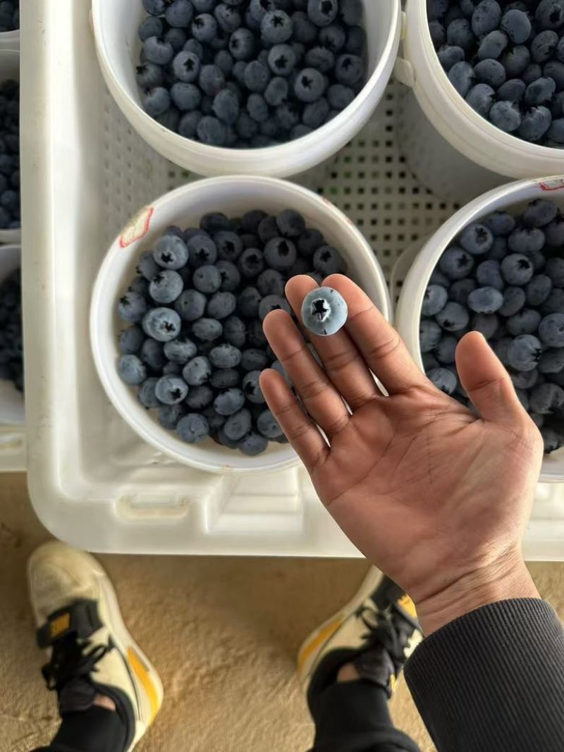 蒙自市精品蓝莓。对接电商商超批发市场支持一件代发可视频看货