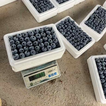 蒙自市精品蓝莓。对接电商商超批发市场支持一件代发可视频看货
