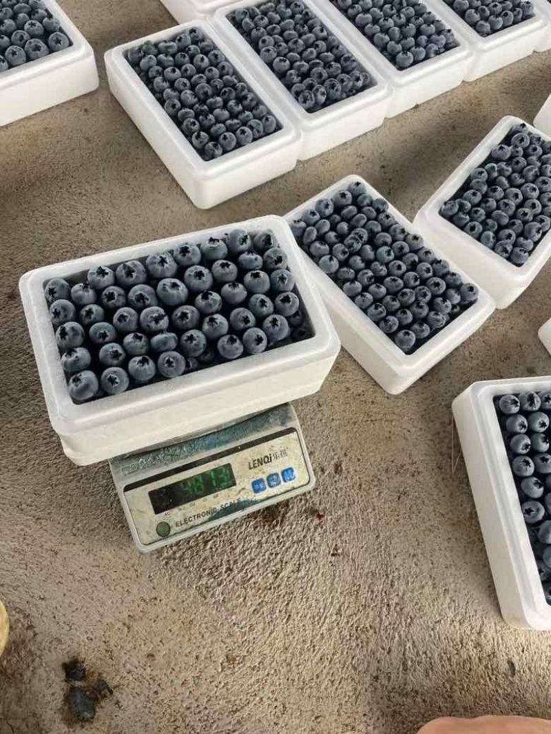 蒙自市精品蓝莓。对接电商商超批发市场支持一件代发可视频看货