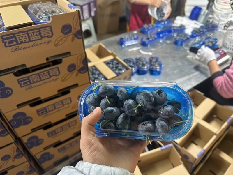 蒙自市精品蓝莓。对接电商商超批发市场支持一件代发可视频看货
