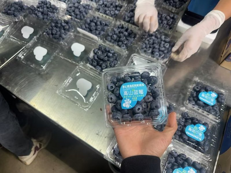 蒙自市精品蓝莓。对接电商商超批发市场支持一件代发可视频看货