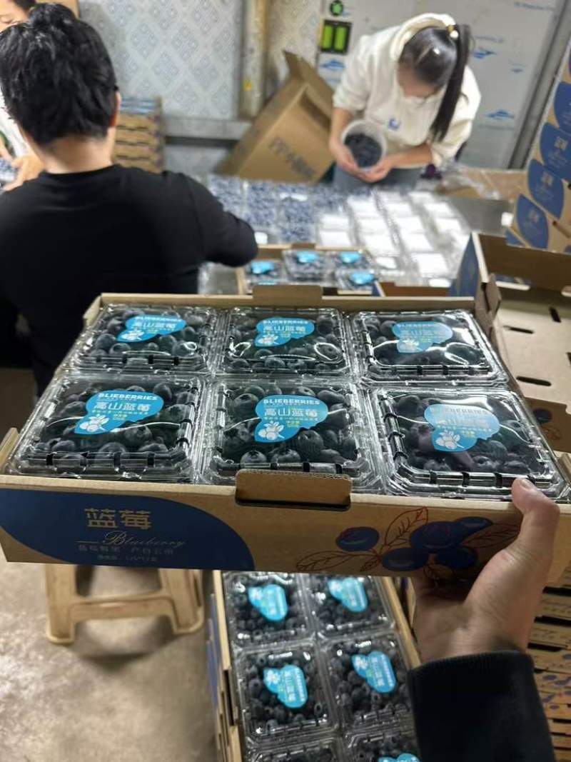 蒙自市精品蓝莓。对接电商商超批发市场支持一件代发可视频看货
