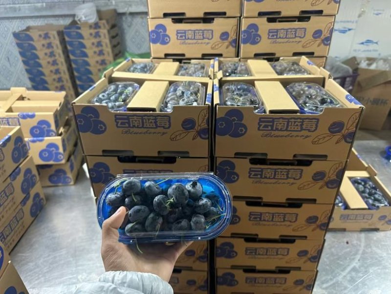 蒙自市精品蓝莓。对接电商商超批发市场支持一件代发可视频看货