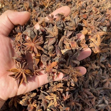水烫无硫八角