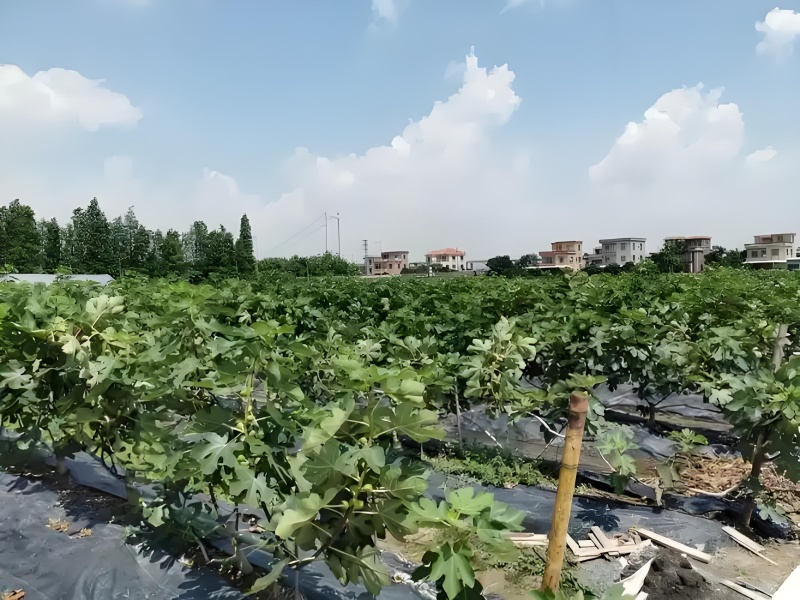 芭劳奈，斯特拉鲜果和干果