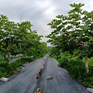 芭劳奈，斯特拉鲜果和干果