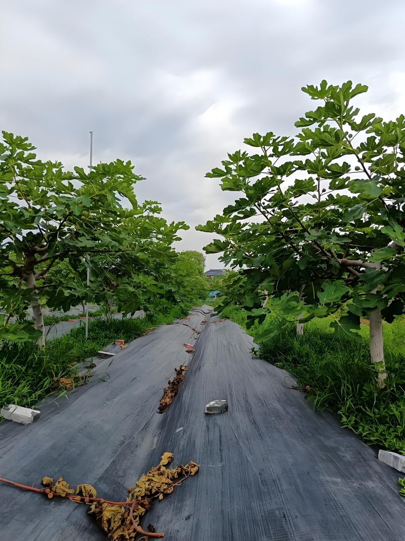 芭劳奈，斯特拉鲜果和干果