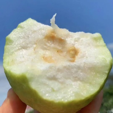 白心番石榴