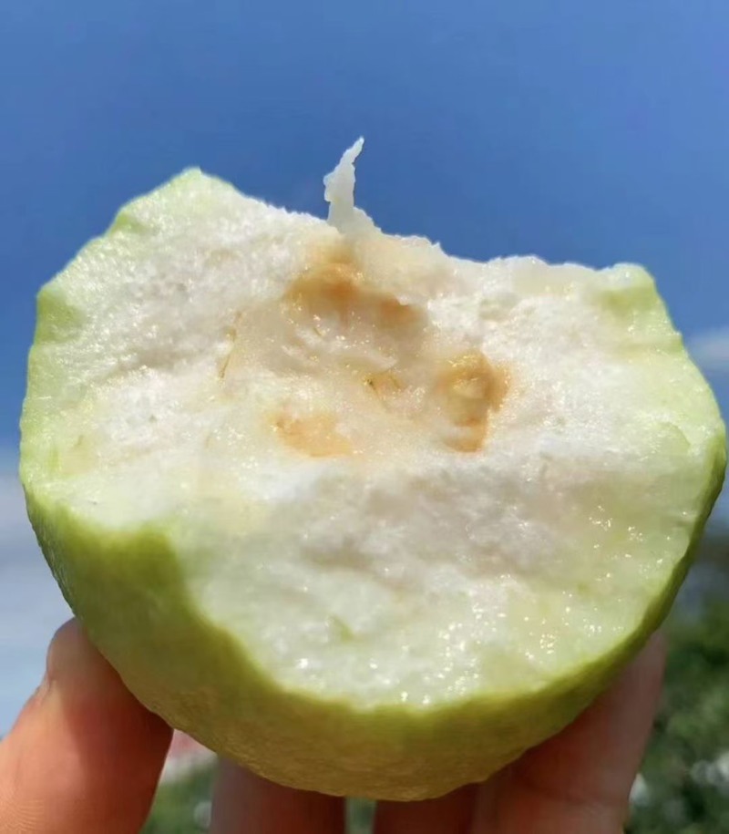白心番石榴