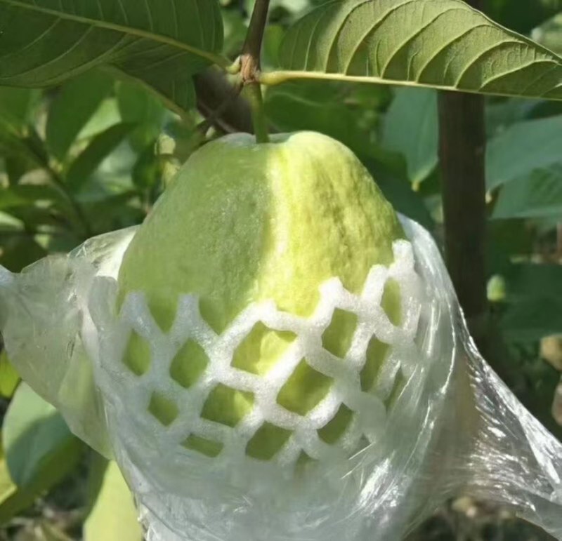 白心番石榴