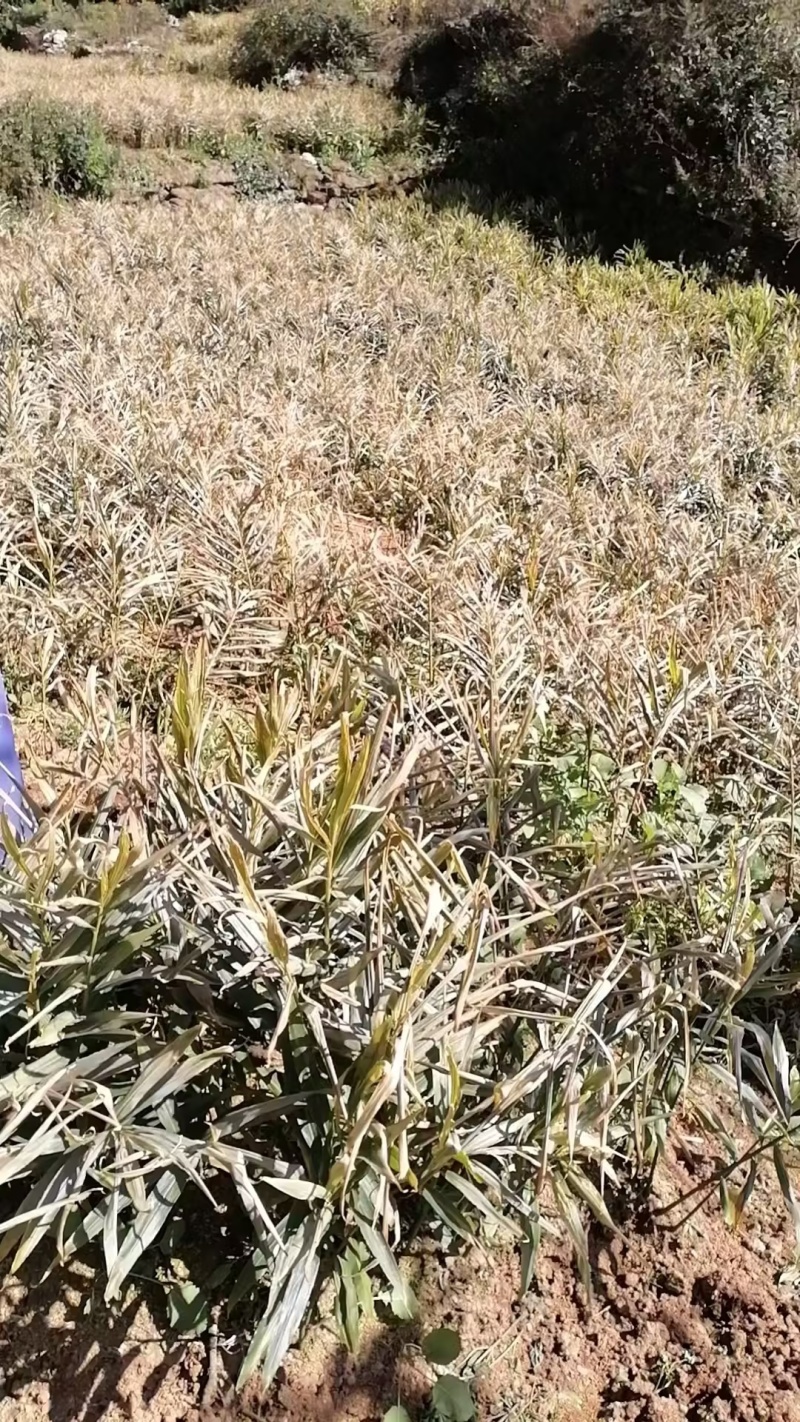 云南罗平县二黄姜,小黄姜，品质保证，大量上市，欢迎咨询