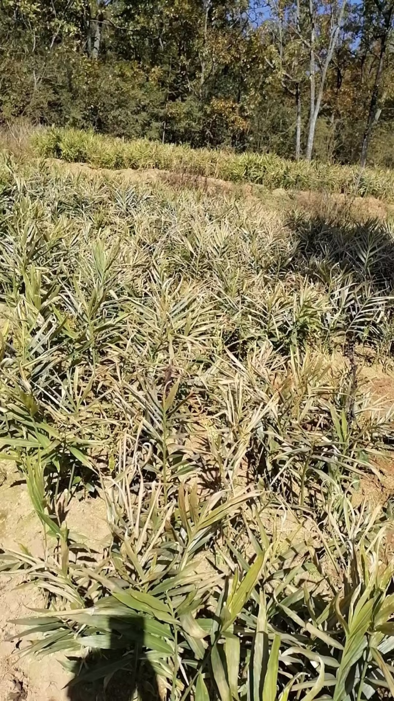 云南罗平县二黄姜,小黄姜，品质保证，大量上市，欢迎咨询