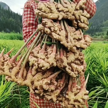 山东二黄姜