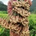 山东二黄姜