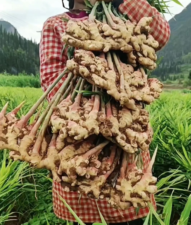 山东二黄姜