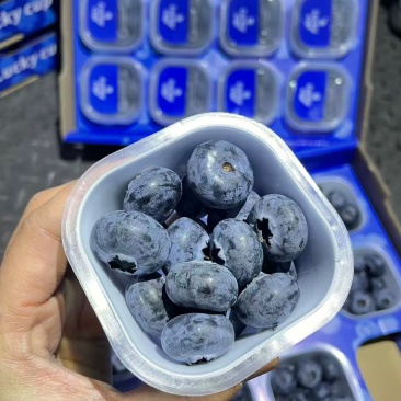 云南高原花香大蓝莓🫐L25纯甜的品种超脆甜一口爆浆💥