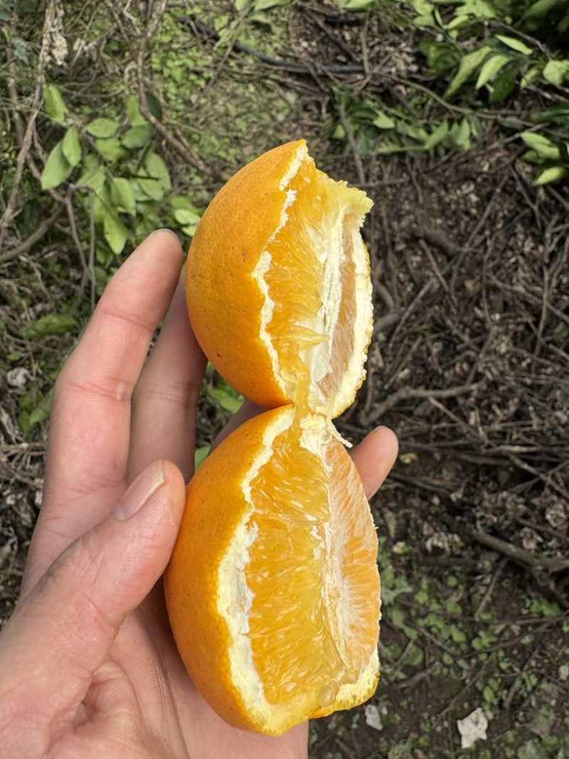 血橙一件电商还有一段时间可以发咯欢迎电商老板