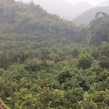 季橙血橙都有