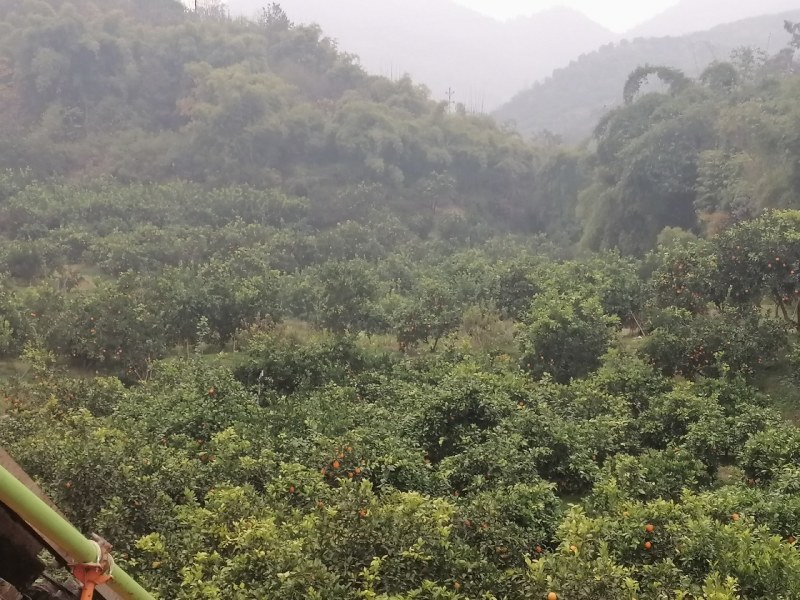 季橙血橙都有