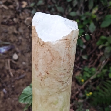 水城水果白萝卜
