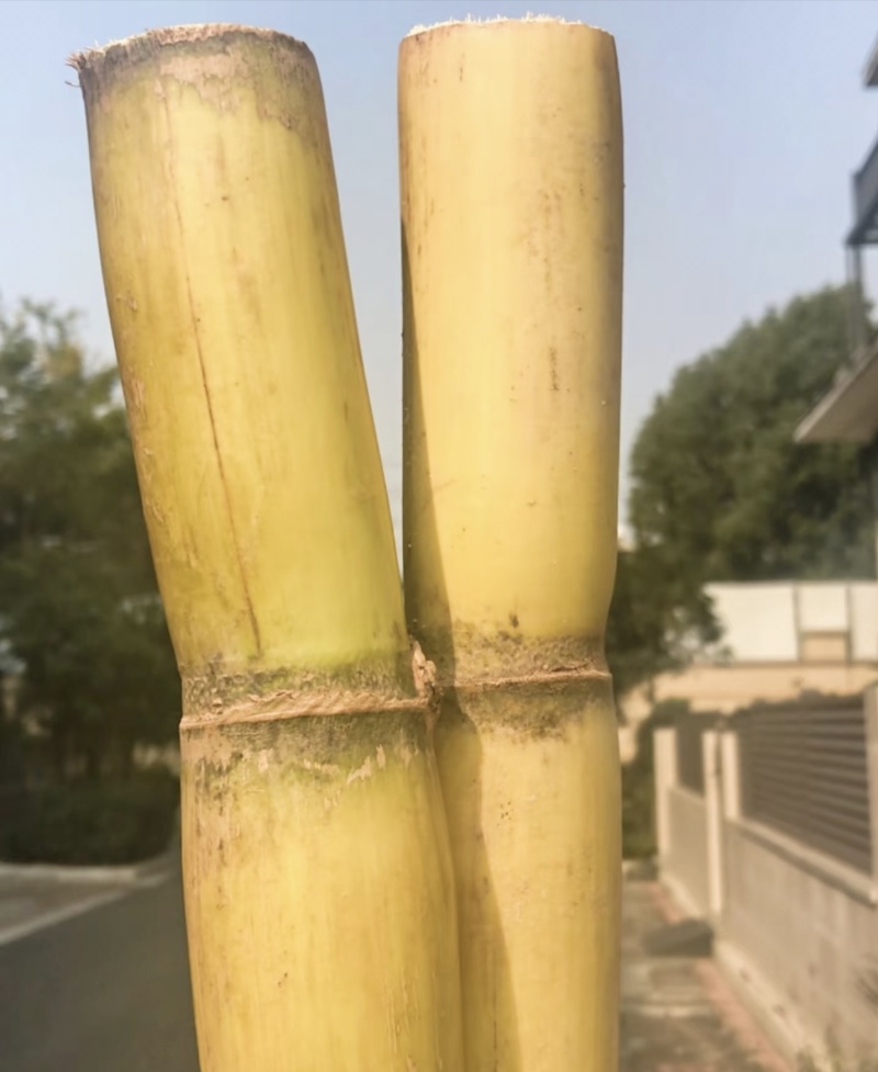 温岭甘蔗