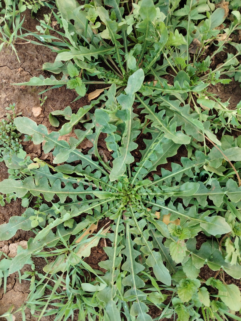 荠荠菜